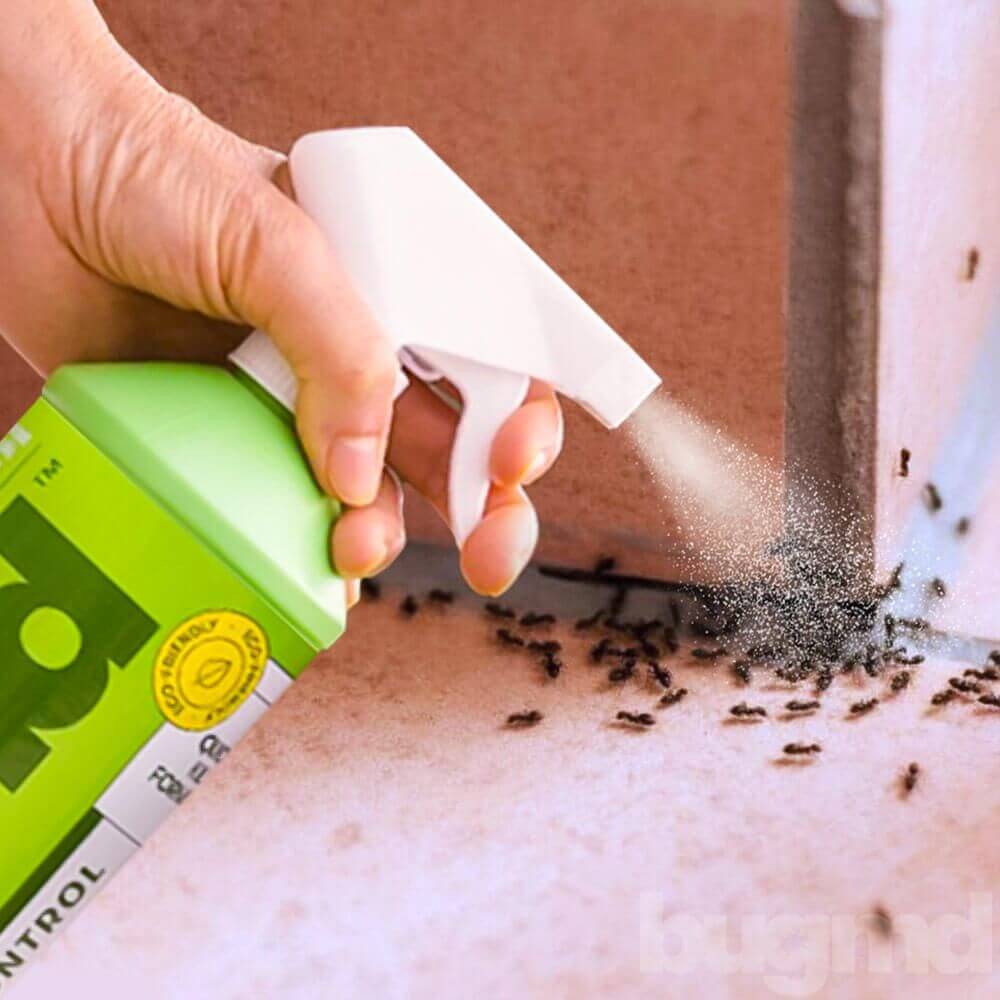 Bug MD Concentrate - Black Friday Sale - Image 3