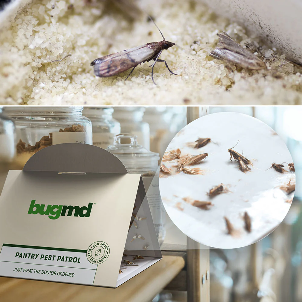 BugMD - Pantry Pest Patrol - Image 4