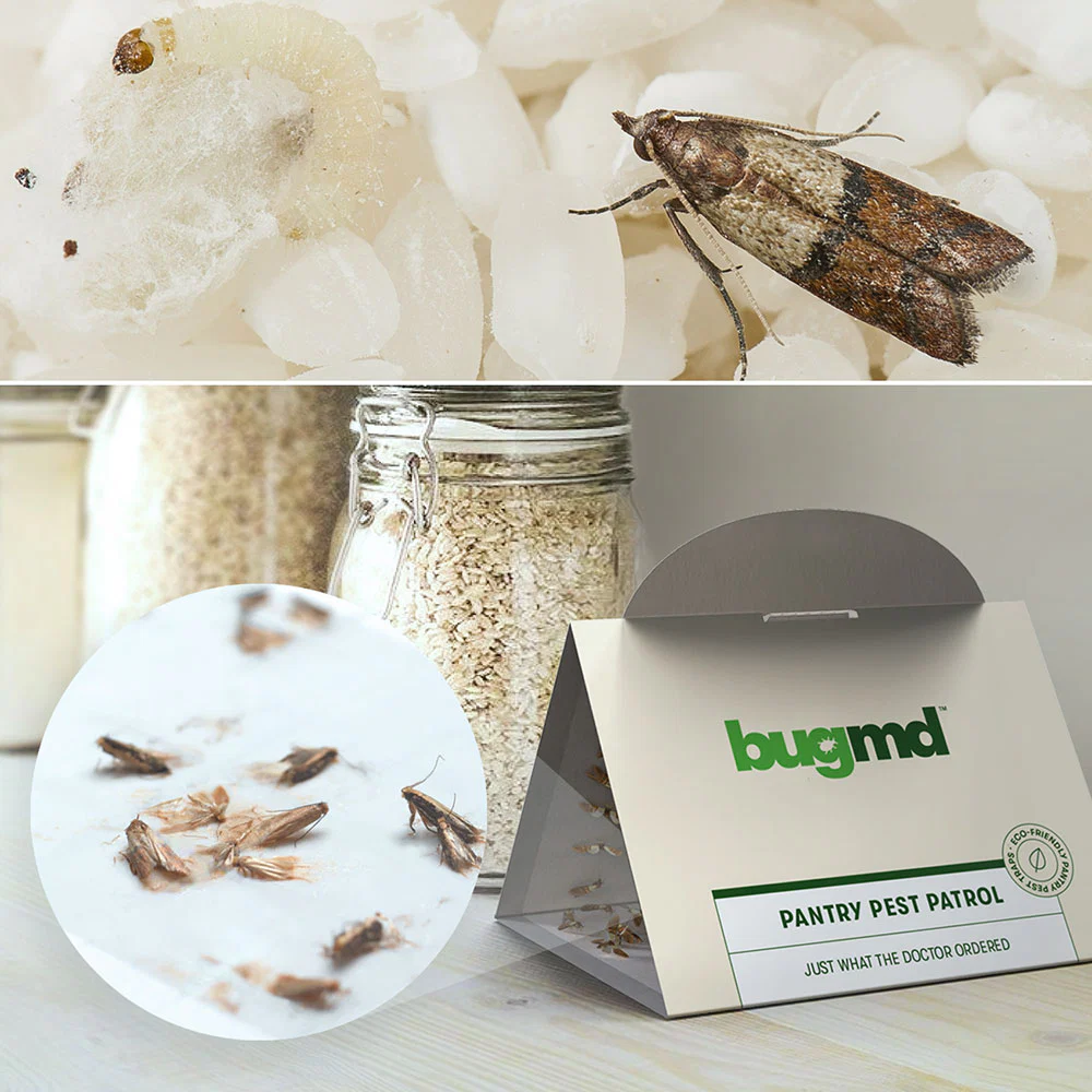 BugMD - Pantry Pest Patrol - Image 5