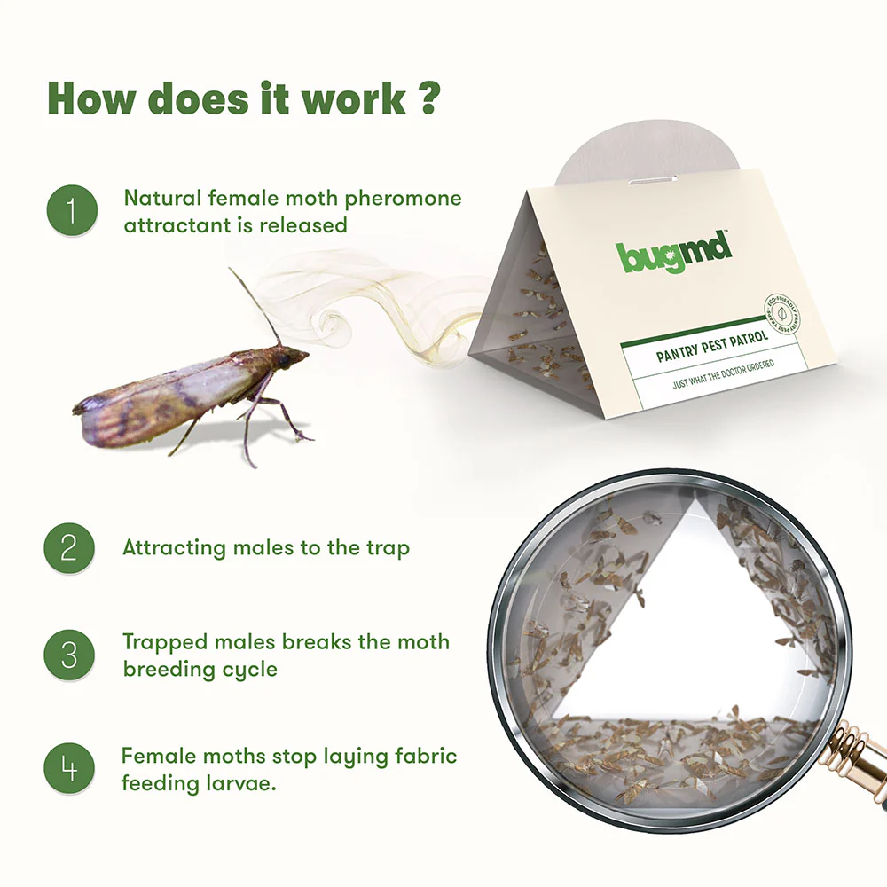 BugMD - Pantry Pest Patrol - Image 6