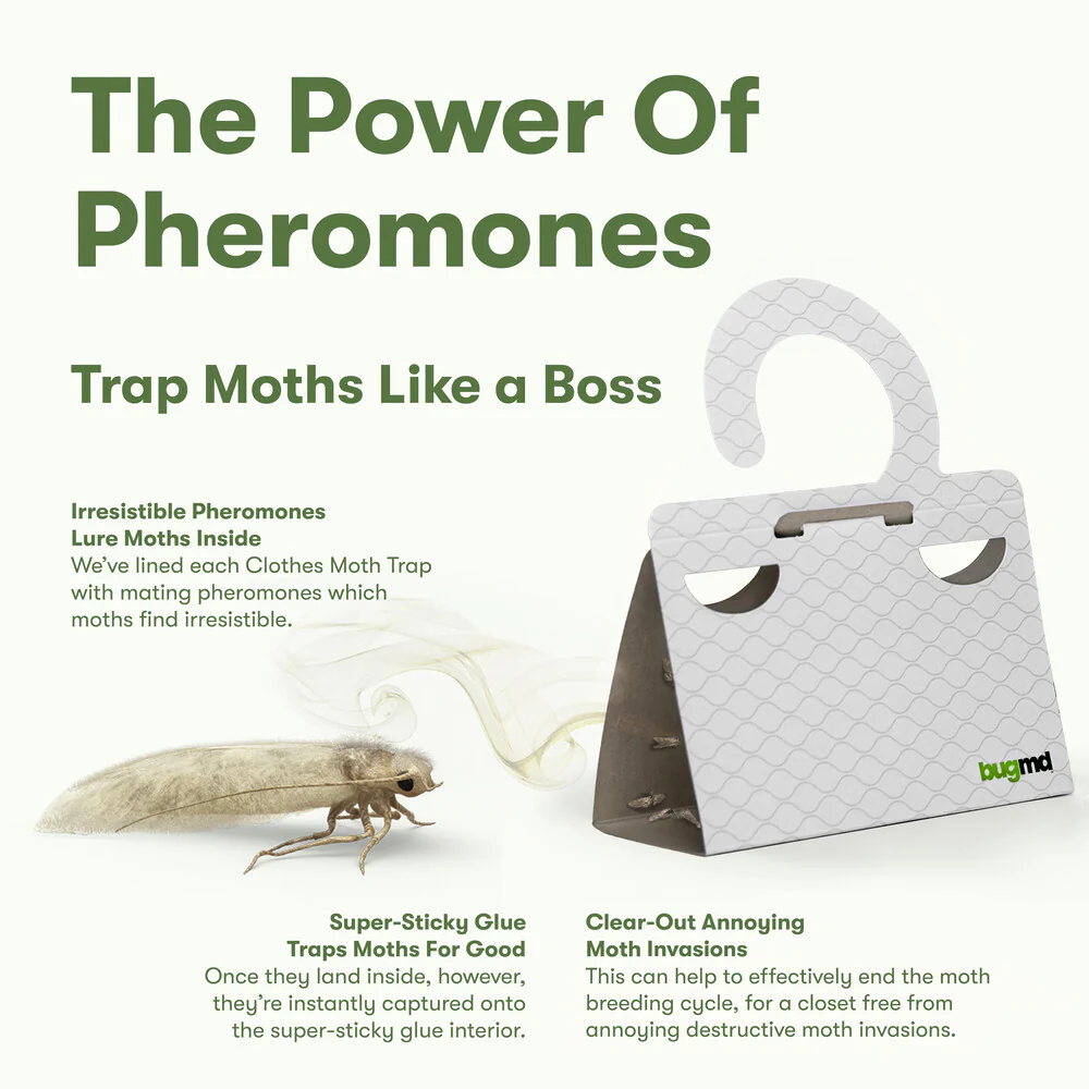 Clothes Moth Boss - Image 5